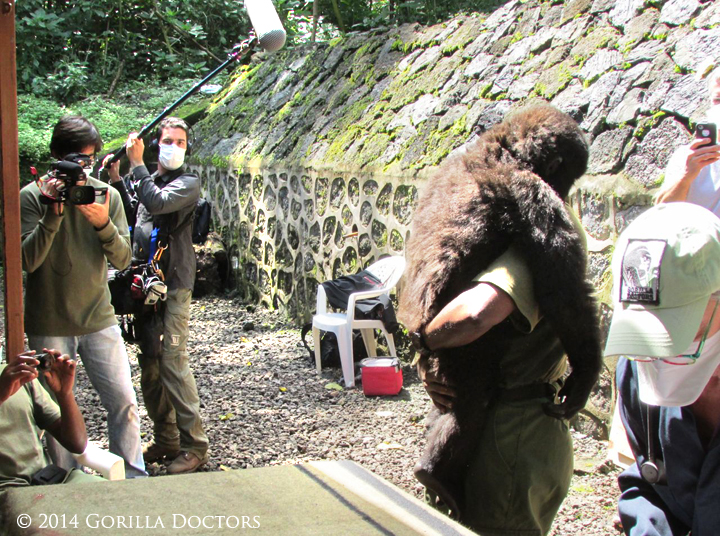 Orphan caregiver Andre Bauma carries Matabishi back to his enclosure after the exam is complete.