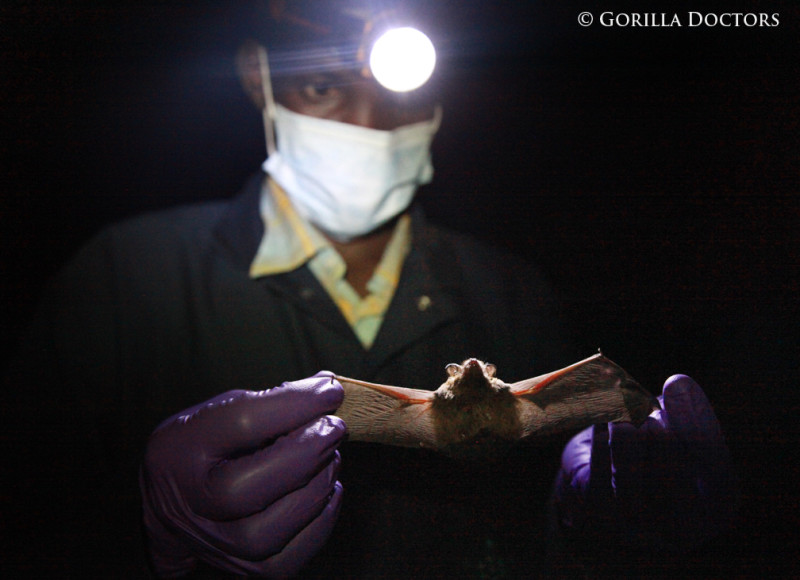 Dr. Ricky holds a bat as the PREDICT vets prepare to collect samples for research.