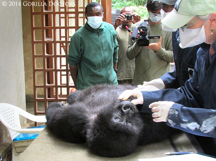 Mountain gorilla orphan Ndeze on the exam table at the Senkwekwe Center.