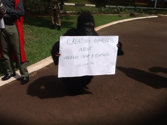 Gorilla+wildlife+messages