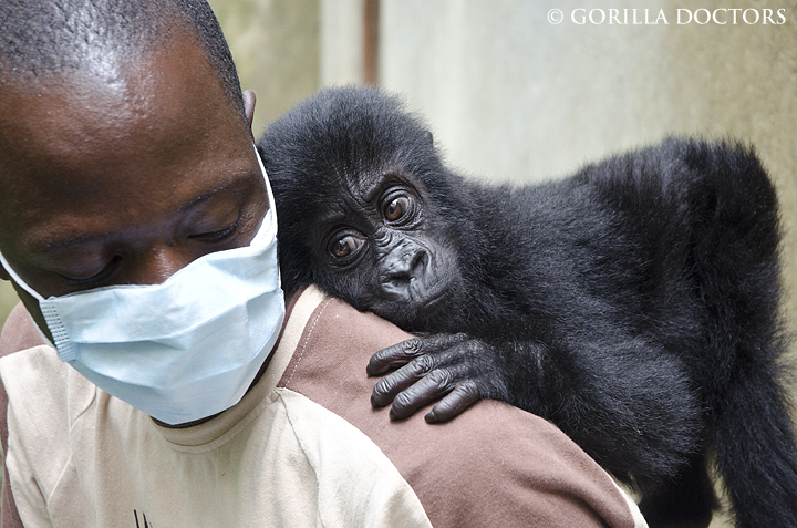 Dr. Martin with orphan Grauer's gorilla Isangi at the Senkwekwe Center in DRC.