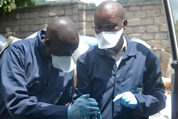 Drs. Jean Felix and Noel prepare to administer an antibiotic and collect samples from the confiscated infant chimp.