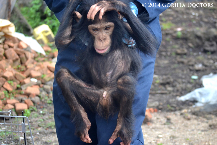 Assessing the chimp's condition after confiscation from poachers.