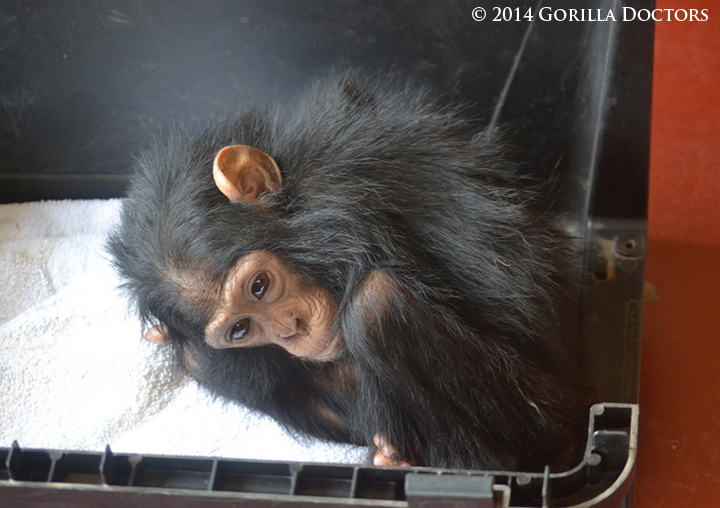 The baby chimp, curled up in a crate at the Gisenyi police station in Rwanda.