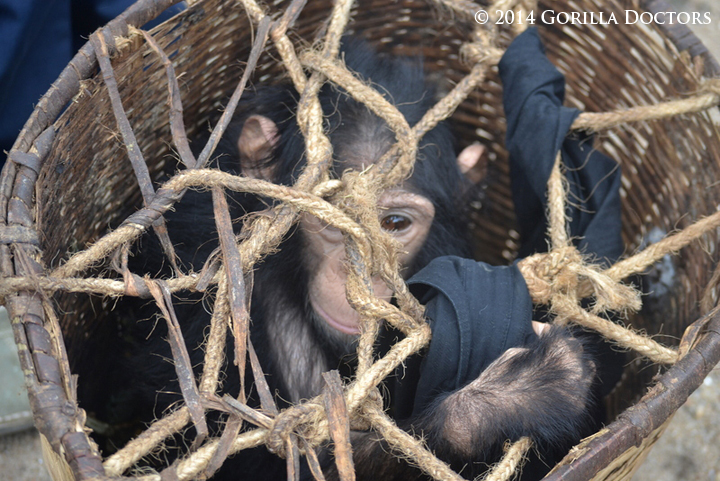 The baby chimp was tied in a basket when Drs. Jean Felix and Noel arrived to the police station.