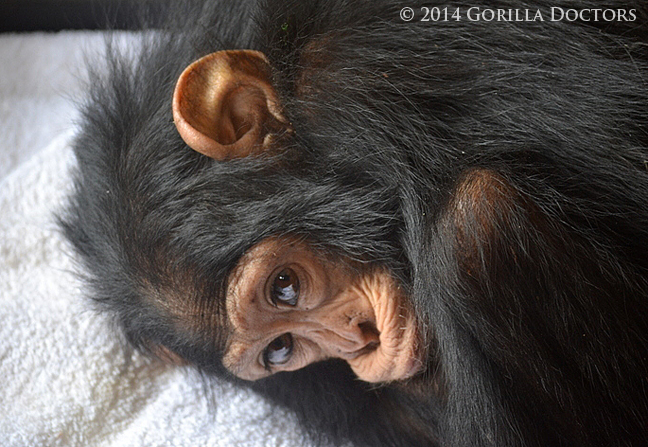 An infant male chimpanzee confiscated from poachers at the Gisenyi police station in Rwanda.
