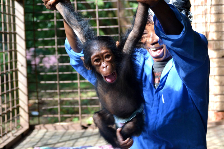 Orphan chimpanzee Kindu. Image courtesy of Lwiro Primates. www.lwiroprimates.org