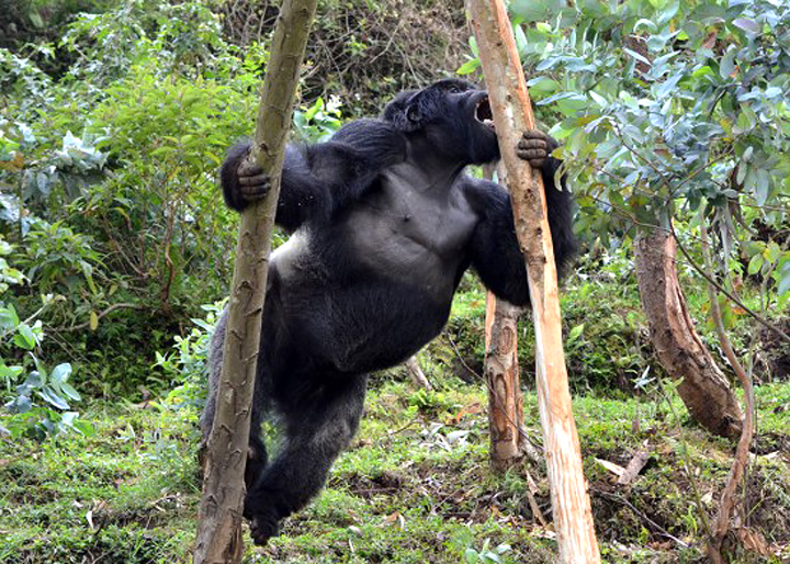 Silverback Agashya eats eucalyptus outside of Volcanoes National Park. Image © Houston Zoo