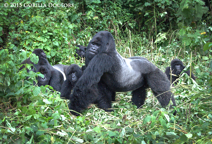 Silverback Bukima and other members of Rugendo group in Virunga National Park.