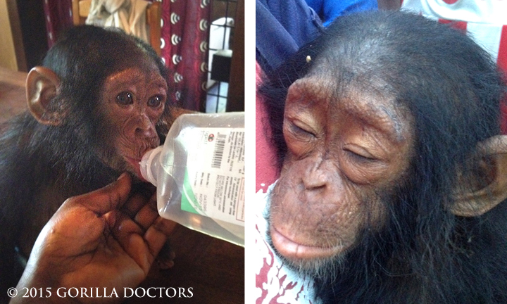 Orphan chimp Kindu resting and receiving much needed fluids at Lwiro.