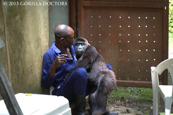 Kalonge recovers from the anesthesia in the arms of her caretaker.