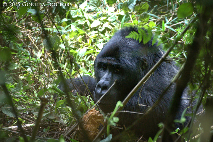 Blackback Mukokya of Katsabara group.