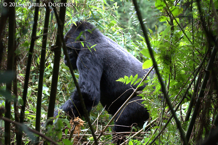 Blackback (soon to be silverback) Mwasa.