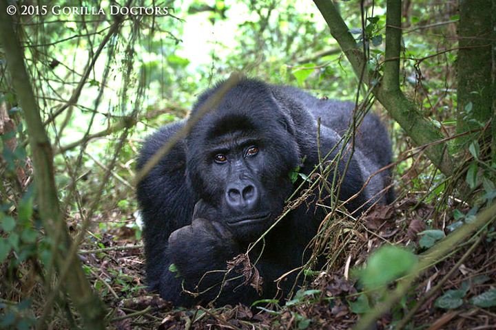 Kambula lounging in the bamboo forest.