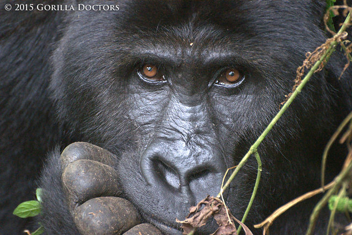 Kambula of Katsabara group.