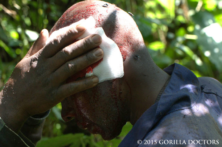 Dr. Eddy stops the bleeding on a tracker's head injury after being charged by a buffalo.