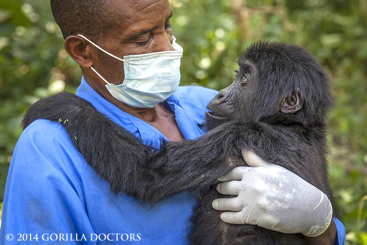 Kalonge and her caretaker, Babo, at the Senkwekwe Center in DRC. Image by Marcus Westberg/ Life Through A Lens Photography for Gorilla Doctors.