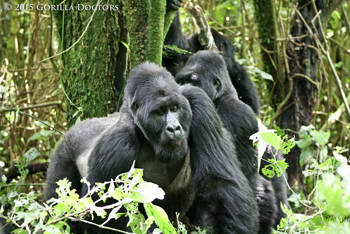 Dominant silverback Mapuwa