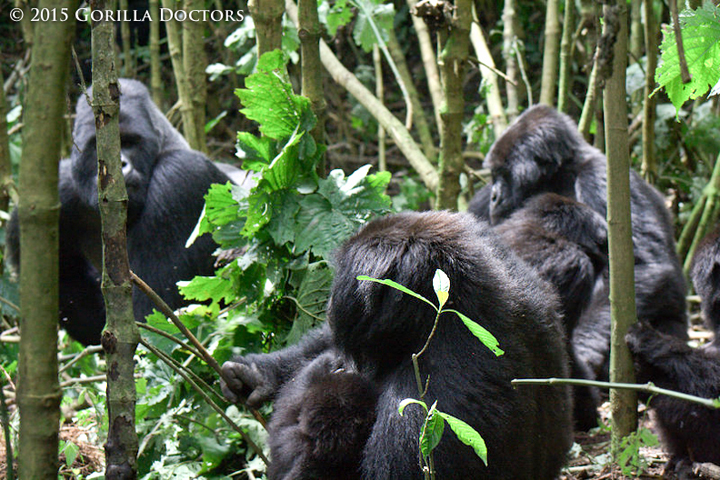 Silverback Lulengo keeps an eye on his family members during the interaction