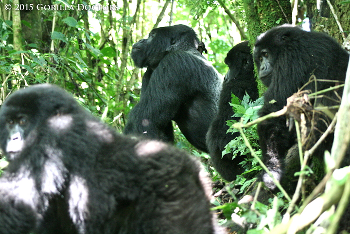 Silverback Mvuyekure