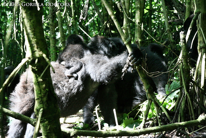 Bitangi carrying her 1-month-old infant on her back.