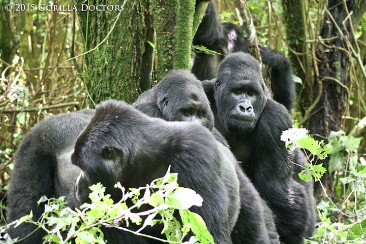 Silverbacks Mapuwa and Mambo and blackback Gourba