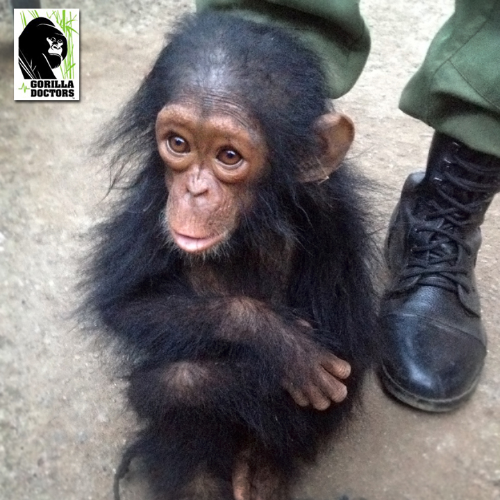 Infant chimpanzee Kindu in DRC