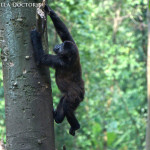 Kalonge climbs a tree in her enclosure at the Senkwekwe Center.