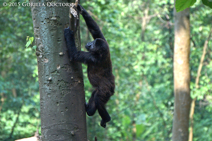 Kalonge climbs a tree in her enclosure at the Senkwekwe Center.