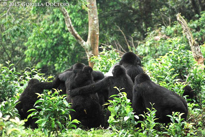 Members of Nkuringo group huddle around dominant silverback Rafiki in Bwindi Impenetrable National Park.