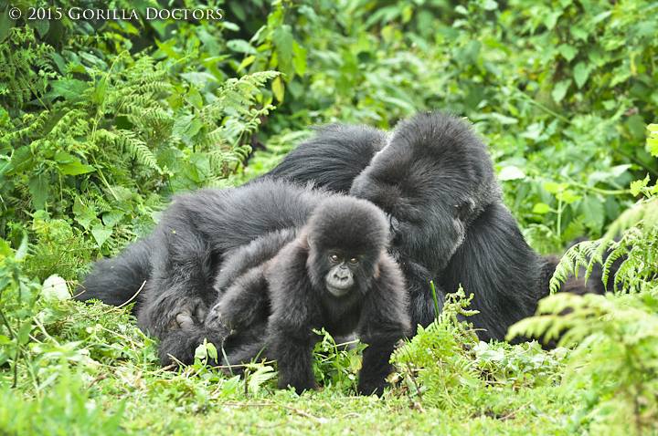 Dr. Julius's photo of Amahoro group members lounging in the sun in Volcanoes National Park.