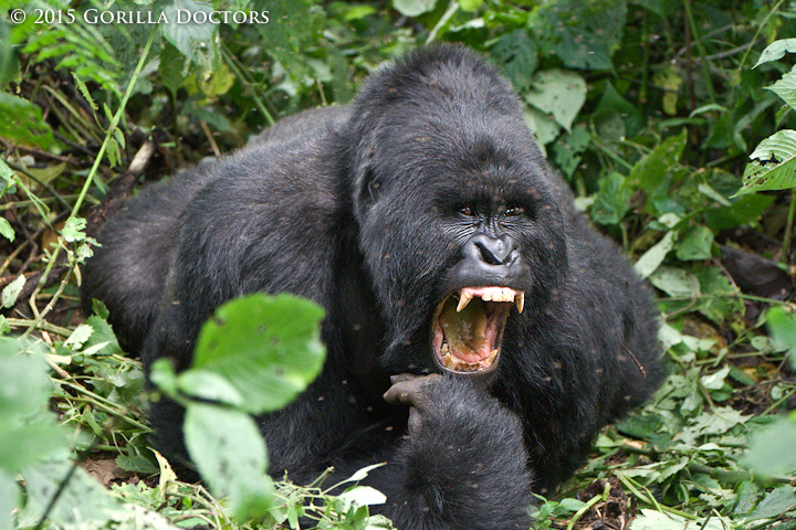 Young silverback Kanamaharagi, who is currently leading a subgroup of Bageni group in Virunga National Park.