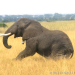 Collared Elephant