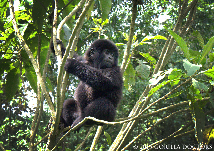 An infant mountain gorilla in Kabirizi group climbs a tree to get a better view in Virunga National Park.