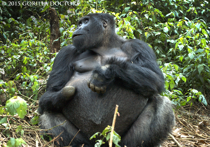 Elusive lone Grauer's gorilla silverback Mugaruka captured by Dr. Martin in Kahuzi Biega National Park.
