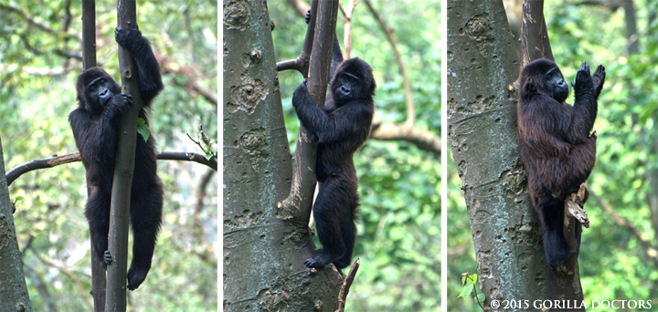 Kalonge's broken leg is healing well as she effortlessly climbs into the treetops at the Senkwekwe Center.