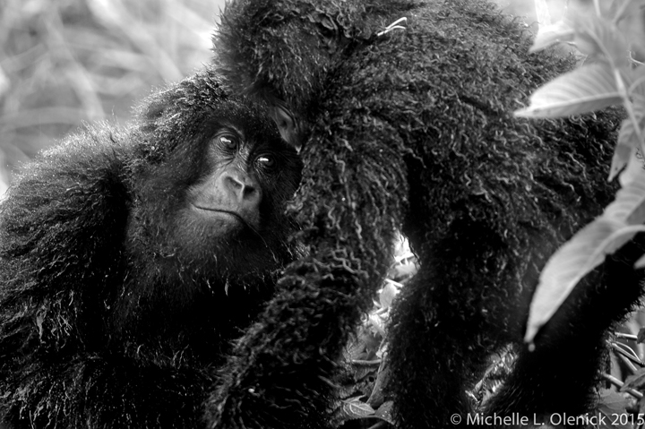 A photo captured by Michelle during her visit to Rwanda's mountain gorillas.
