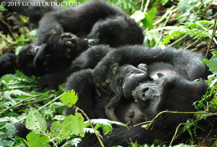 Dr. Fred captures two new mothers in Mubare group resting with their babies in Bwindi Impenetrable National Park