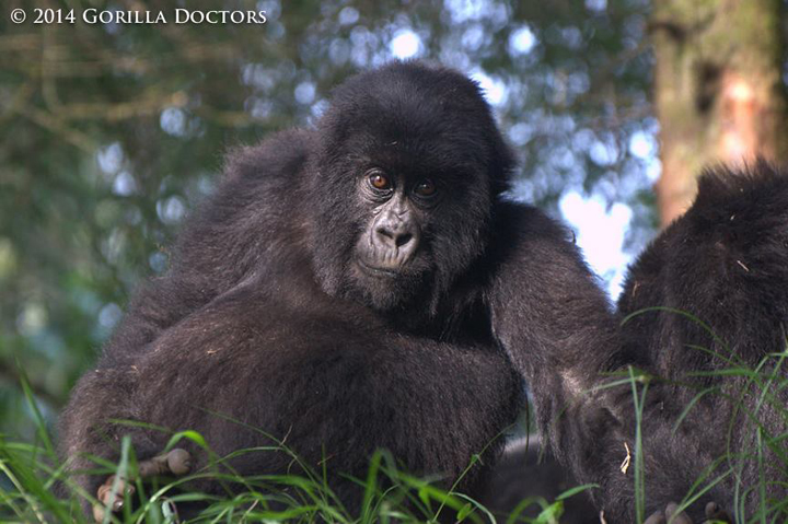 Juvenile mountain gorilla Agasozindatwa of Sabyinyo Group.