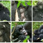 Rwanda Celebrates New Mountain Gorilla Babies at Kwita Izina Ceremony