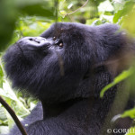 Silverback Munyinya Treated for Respiratory Infection