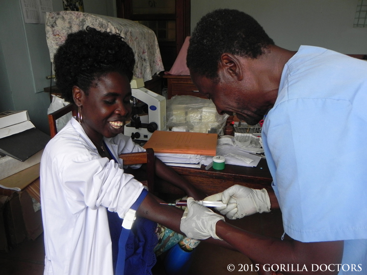 Collecting a blood sample from an orphan chimpanzee caregiver during the health screening.
