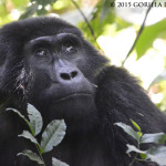 Emaciated Mother Gorilla Treated for Parasite Infection in Bwindi