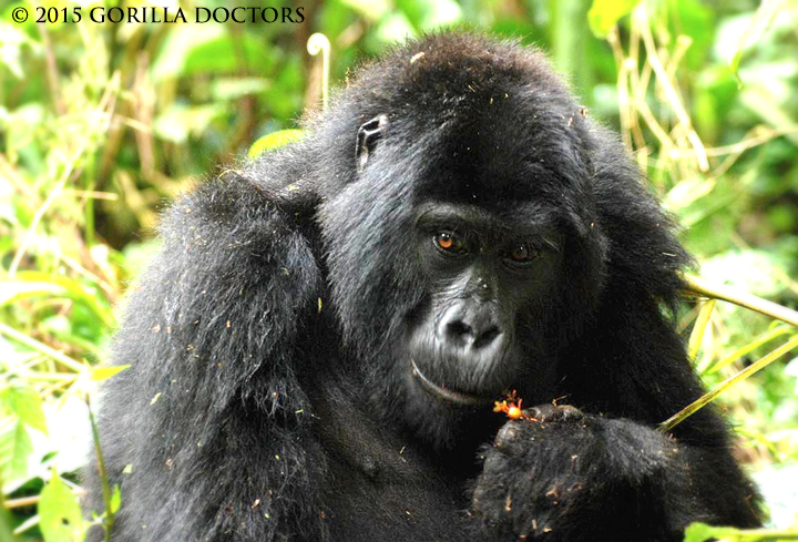 The injured unhabituated female mountain gorilla in Bwindi Impenetrable National Park.