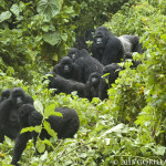 New Census of the Virunga Massif Mountain Gorilla Population Underway