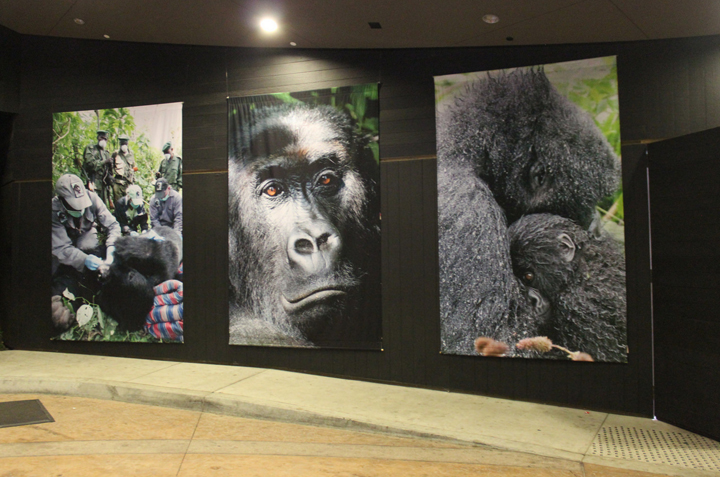 Larger-than-life gorilla photos greeted guests upon arrival at Gorilla Love 2.
