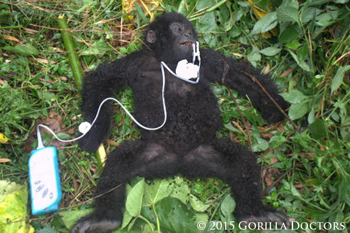 The young gorilla is anesthetized for the intervention.