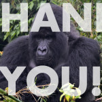 Support Gorilla Doctors Today to Save Gorillas in 2016