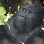 Drastic Decline of Grauer’s Gorillas in Eastern Democratic Republic of Congo