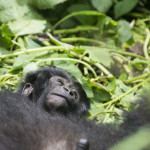 Gorilla Doctors treats Sabyinyo silverback after respiratory outbreak